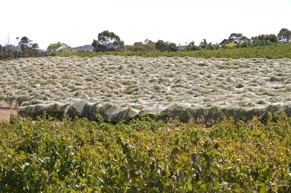 AustraliaEast 10  179